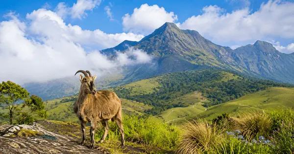 Best Places to Visit in Munnar 