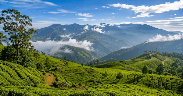 Best Places to Visit in Munnar 