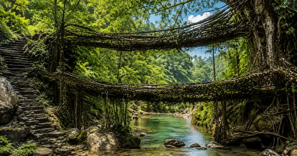 Living Root Bridge
