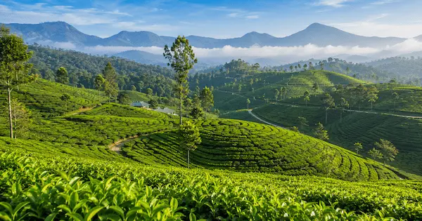 Best Places to Visit in Munnar 