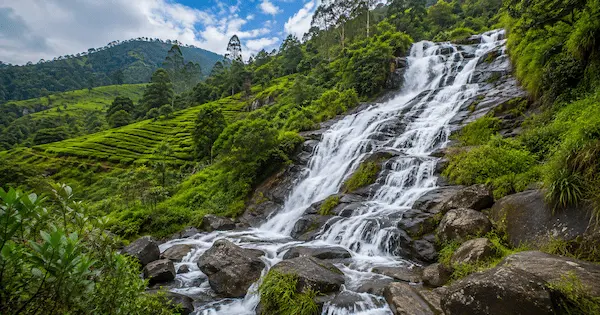 Best Places to Visit in Munnar 